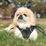 Barney Marshall - @barneythewonderpup - Instagram