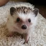 Barnaby Noble - @theadventuresofbarnaby - Instagram