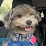 Barnaby Noble Bailey 🐾 - @barnaby.n.bailey - Instagram