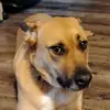 Barnaby Fan Page🐕‍🦺🐾 - @barnabyyy01 - TikTok