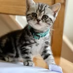 @barnabypage_britishshorthair - Instagram