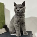 Richard.catBritish - @barnaby_richard.cat - Instagram