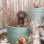 Barnaby - @barnaby.richards - Instagram