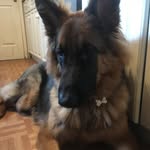 Barnaby - @barnabythegermanshepherd - Instagram