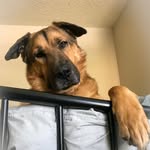 Wally Barnaby |German shepherd - @wallybarnaby - Instagram