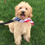 Barnaby Thompson - @barnabyalbus - Instagram