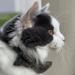 Barnaby Cornelius Wallace - @barneythekitty__andfriends - Instagram