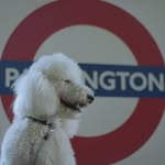 Barnaby the white poodle - @barnaby_the_poodle - Instagram