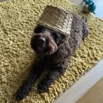 Barney - @barnabywhite4911 - Instagram