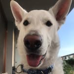 BARNEY White Swiss Shepherd - @barney_whiteshepherd - Instagram