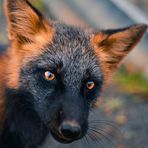 Barnaby Woods - Facebook