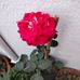 Barnali Bhattacharjee - Facebook
