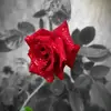 Barnali Dutta - @nibedita2910 - TikTok