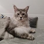 Bertie and Hedy - Maine Coons - @kassaro_barnes_wallis - Instagram