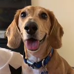 Barney Allen - @barneytherescuebaby - Instagram