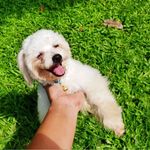 Barney Allen - @barney_poodlepom - Instagram