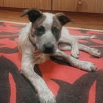 Barney Bahnanah Armstrong - @barneytheheeler - Instagram