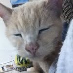 @barneyarmstrongthecat - Instagram