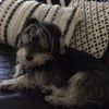 Barney - @barney.watkins - TikTok
