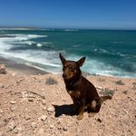 Barney - @barney.watkinson - Instagram
