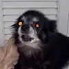 PUGDY GANG - @barcabarney - TikTok
