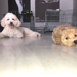 ♡ Barney & Bailey ♡ - @barneyandbailey6 - Instagram