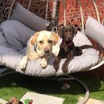 Bailey & Barney🐶 - @baileybarneypup - Instagram