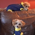 Bailey & Barney - @baileybarney - Instagram