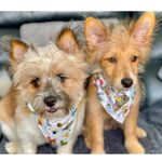 Bailey & Barney 🐾💙 - @_bailey_an_barney_ - Instagram