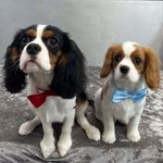 Bailey & Barney 💙 - @baileyandbarneyofficial21 - Instagram