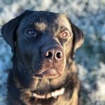 Bailey&Barney&Winnie - @baileyandbarney_ - Instagram