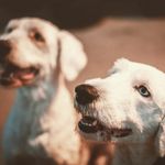 @barney.bailey_ - Instagram