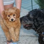 Barney & Bailey - @barneyxbailey - Instagram