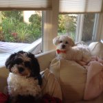 Barney & Bailey Scheuer - @bandbshichons - Instagram