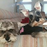 Barney & Bailey's Circus - @barneybaileycircus - Instagram