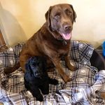 Barney And Bailey - @adventuresofbarneyandbailey - Instagram