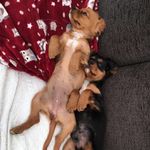 Barney And Bailey 🐶🐶 - @_barney.and.bailey_ - Instagram