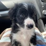 Barney Bailey - @barney_thebordoodle - Instagram