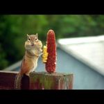 Barney Bailey - @bellelakefarm - Instagram