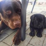 BarneyandBailey - @barney__bailey - Instagram