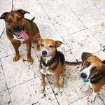 Olive, Barney, & Bailey - @olivbarnandbailey - Instagram