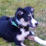Barney Baker - @barney_the_dog_baker - Instagram