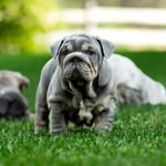 Barney Boy - @mr.barneybaker - Instagram