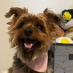 Barney 🐾 - @barneybearbarker - Instagram