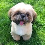 Barney Barker - @barney.the.super.shihtzu - Instagram
