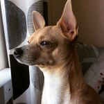Barney Boo Barker - @barny_barker - Instagram
