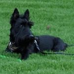 Barney Rigsbee-Webber - @barney.the.barker - Instagram