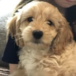 Barney/Frank the Cockapoo - @barneybarrettthecockapoo - Instagram