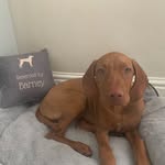 Barney Blackburn - @thevizslabarney - Instagram