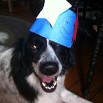 Barney Campbell - @barney_the_dog40 - Instagram